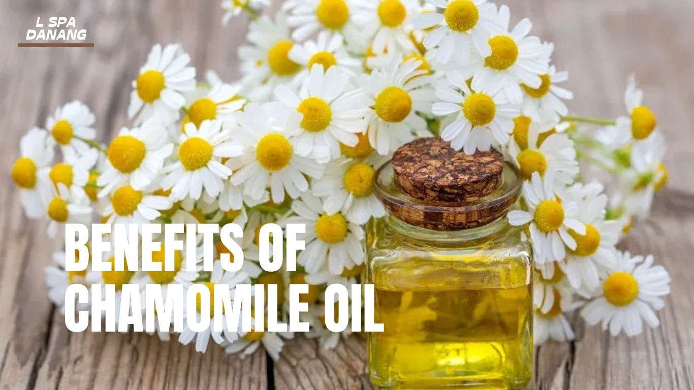 Best 6 Benefits Of Chamomile Oil And How To Use It Safety