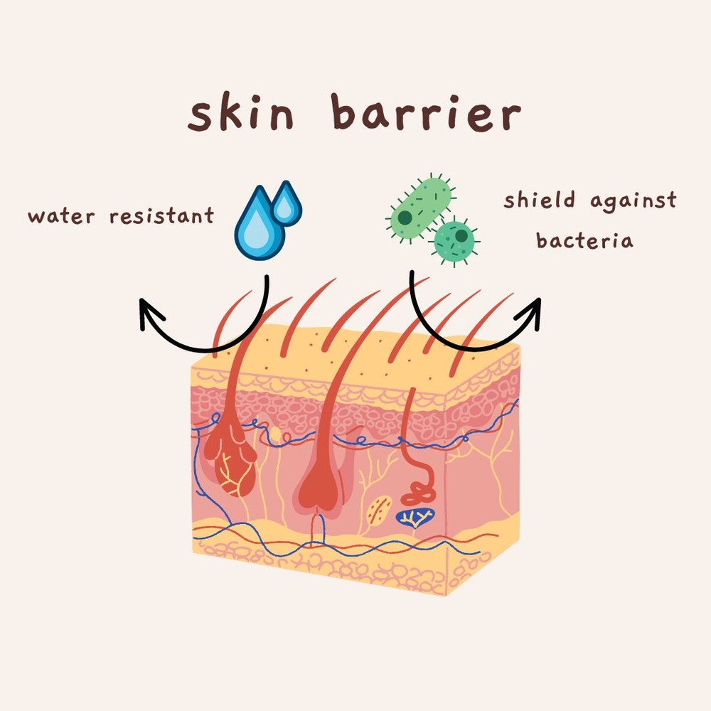 What Is The Skin Barrier? Everything You Should Know